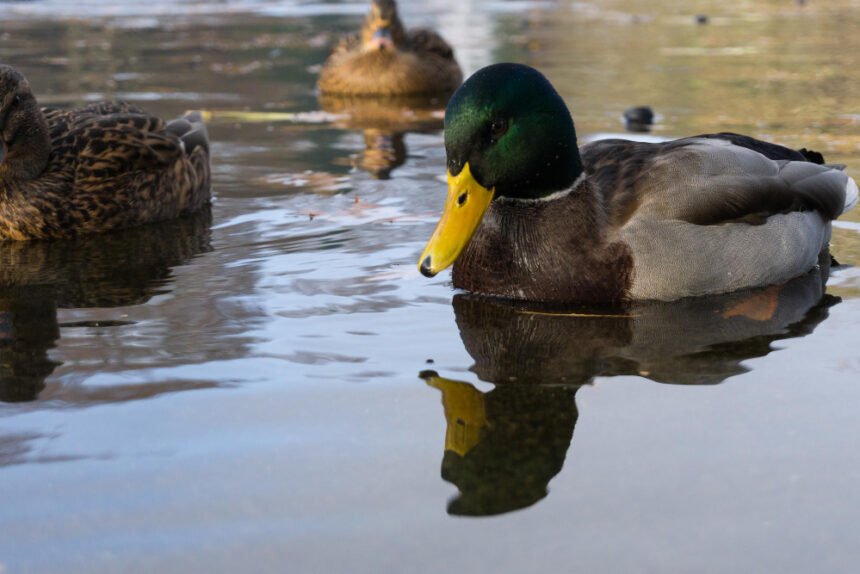 Laukinė antis: gyvenimo būdas ir aplinka