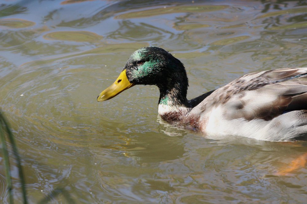 Laukinės anties aplinka ir pavojai