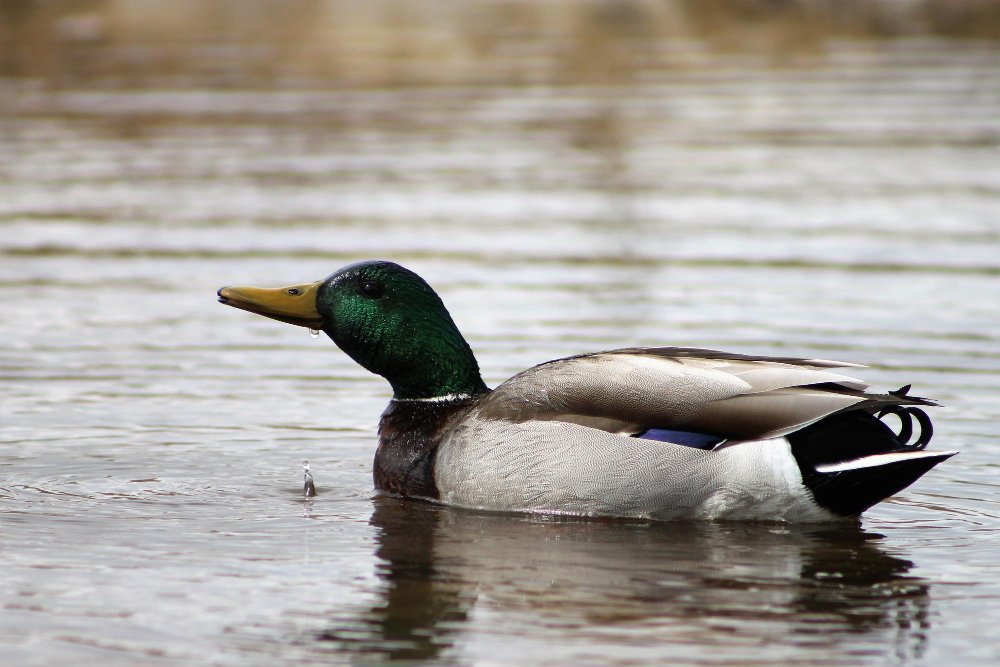 Kaip žmogus gali netiesiogiai padėti laukinėms antims?