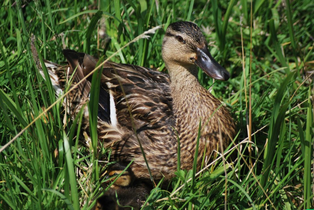 Laukinių ančių stebėtojų atsiliepimai