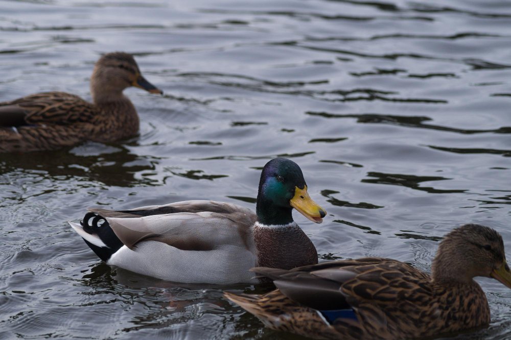 Laukinės anties kasdienis gyvenimo būdas