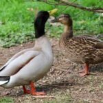 Anties patinas: skirtumai nuo patelės