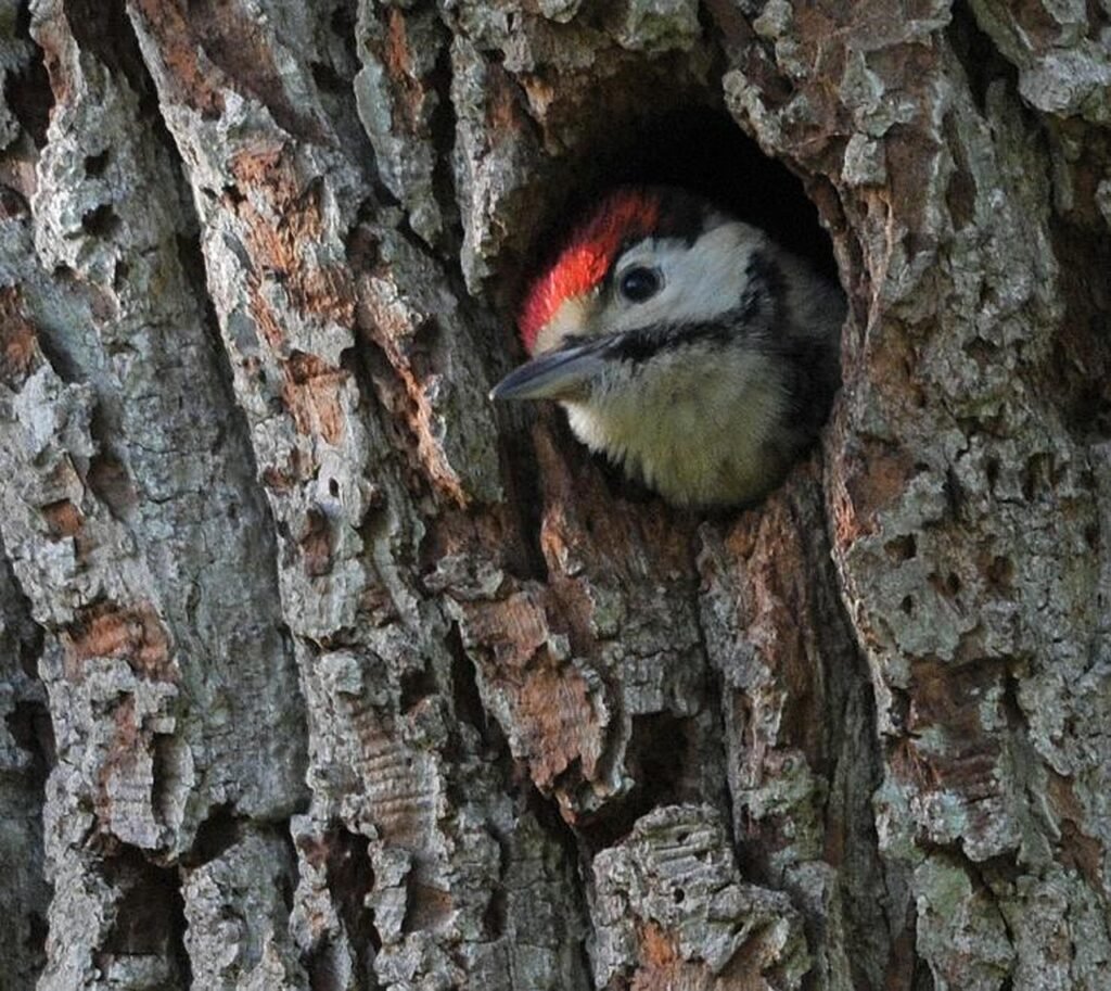 Lizdavietės ir perėjimo ypatumai