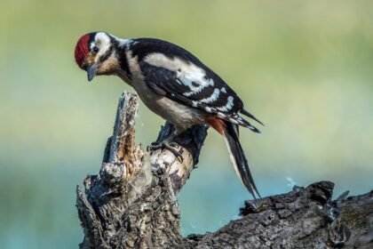 Mažasis genys: kuo jis skiriasi nuo didžiojo