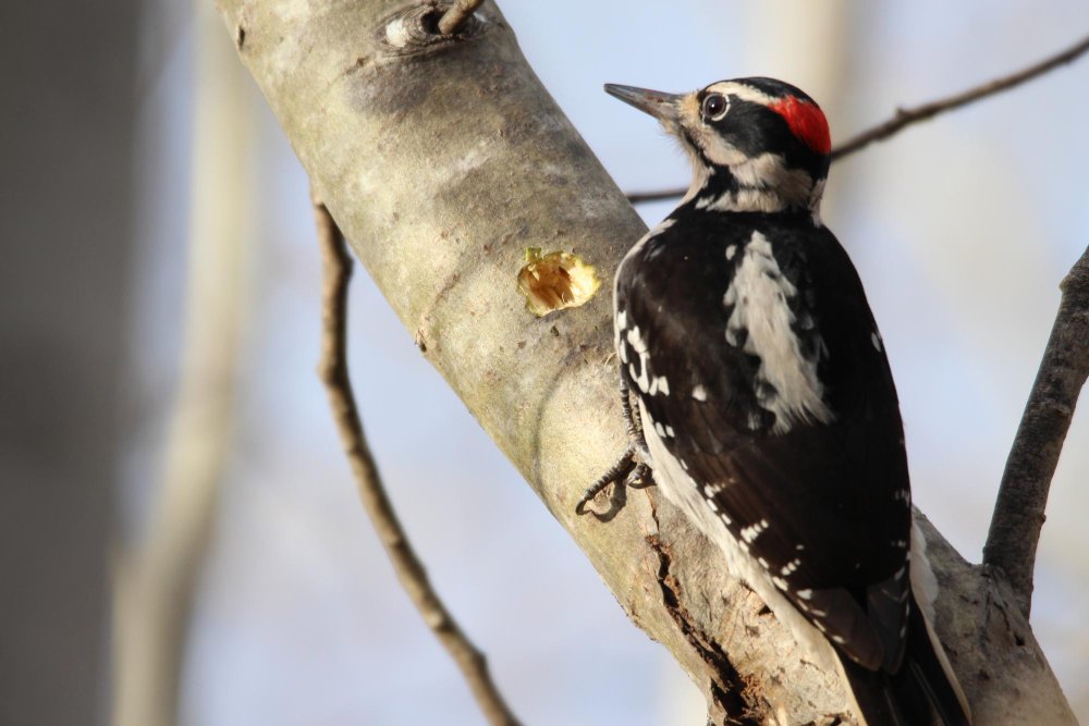 Paplitimas Lietuvoje