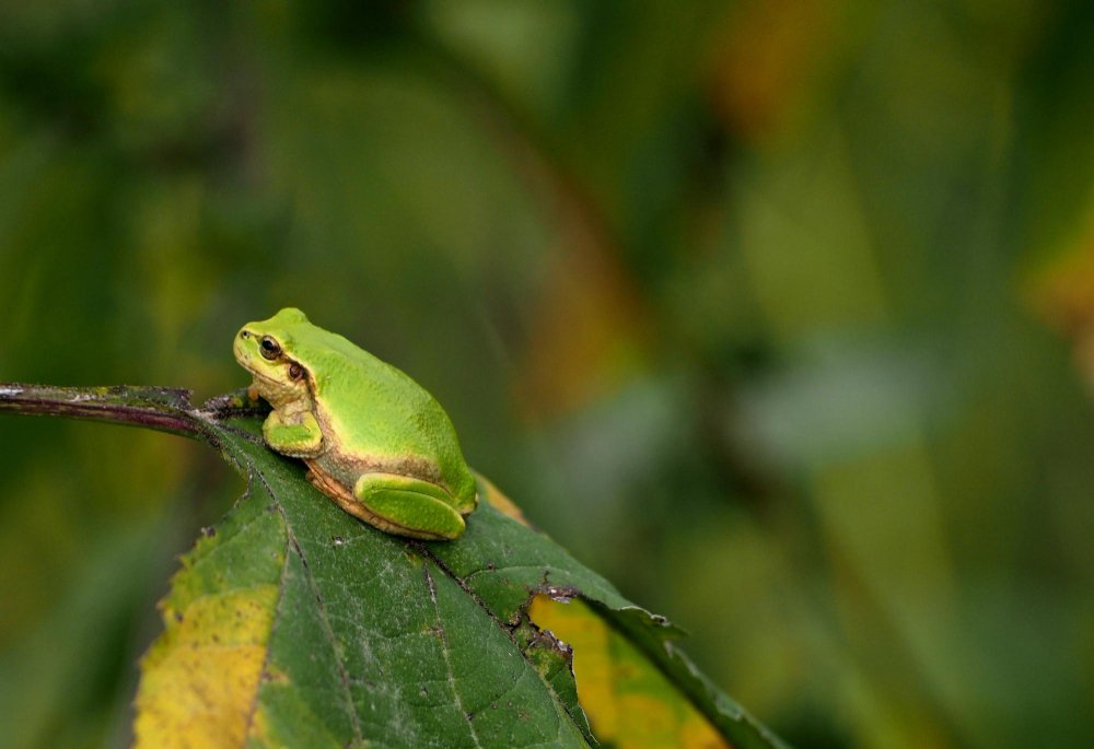 Medžio varlės išvaizda ir atpažinimo požymiai