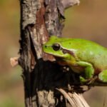 Medžio varlė: išvaizda, gyvenimo būdas ir apsauga