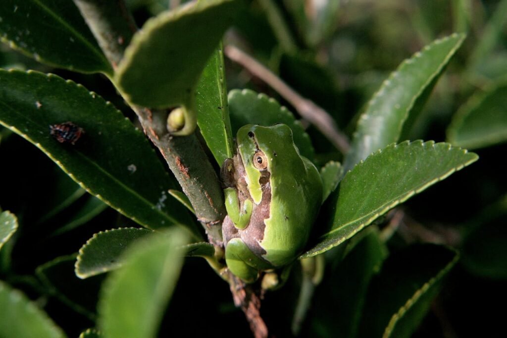 Mityba ir medžioklės ypatumai