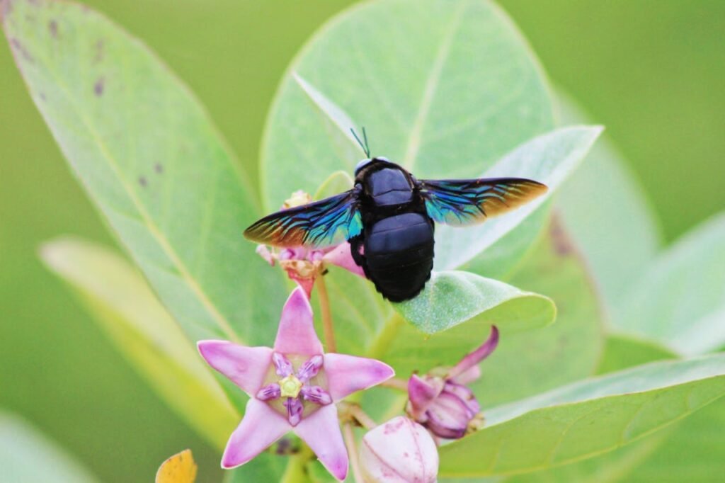 Kuo mėlynoji bitė skiriasi nuo įprastos bitės?
