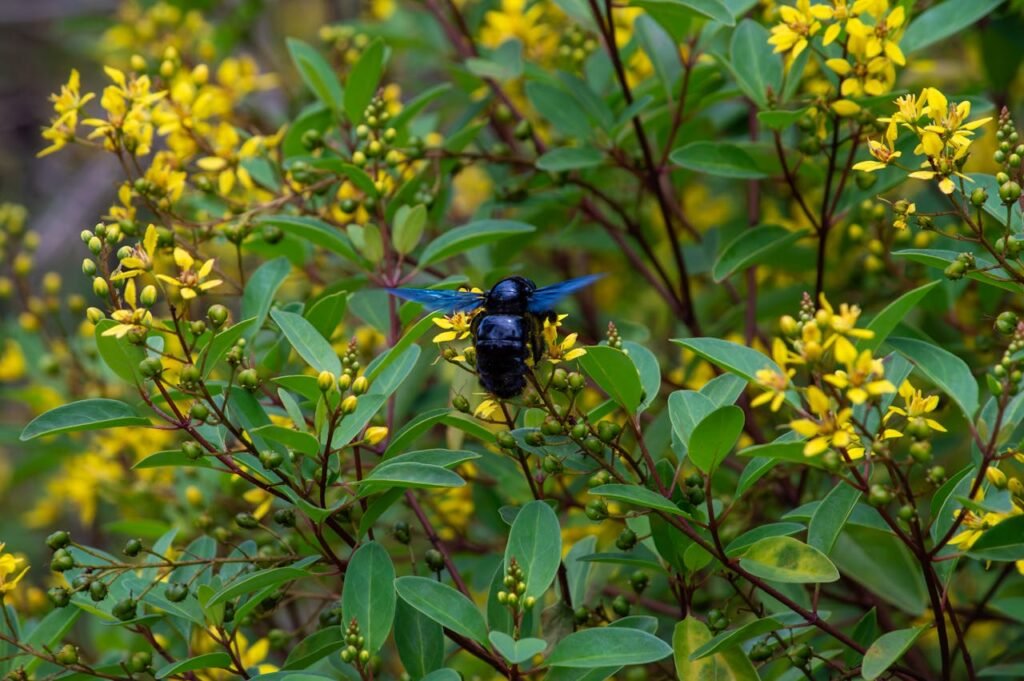 Kur gyvena mėlynoji bitė ir kokios aplinkos jai reikia?