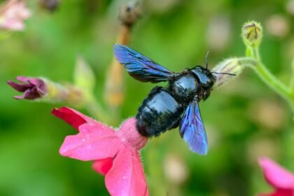Mėlynoji bitė ir jos išskirtinumas