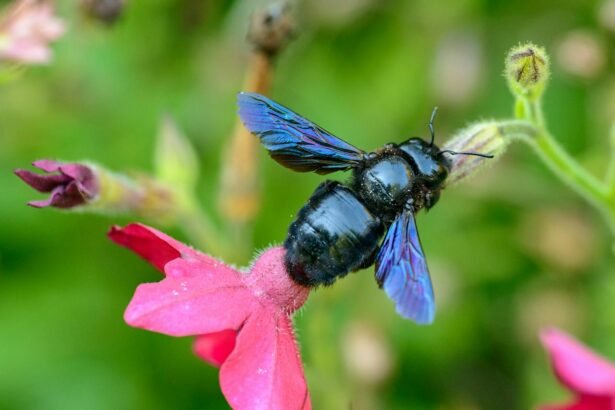 Mėlynoji bitė ir jos išskirtinumas