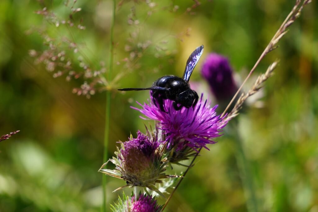 Kuo mėlynoji bitė iš tiesų išskirtinė?