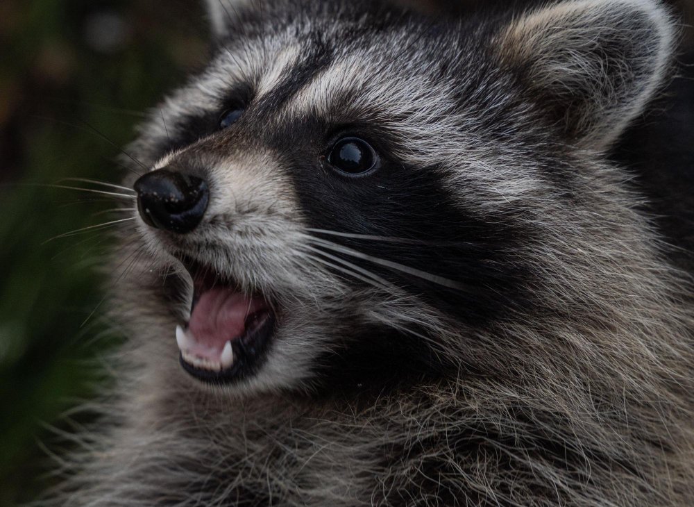 Grėsmės vietinei faunai ir ekosistemoms