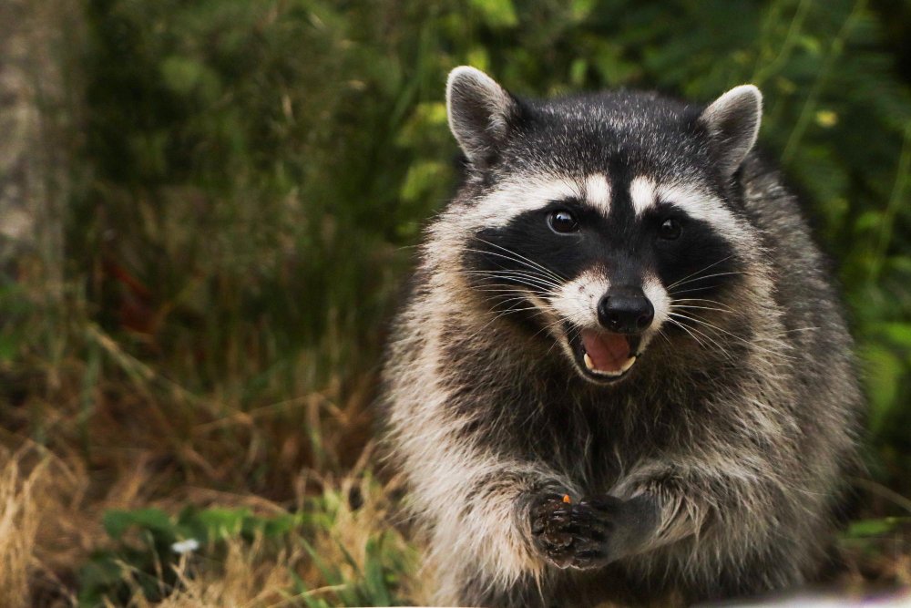 Teisinis statusas: kodėl meškėnas laikomas invazine rūšimi