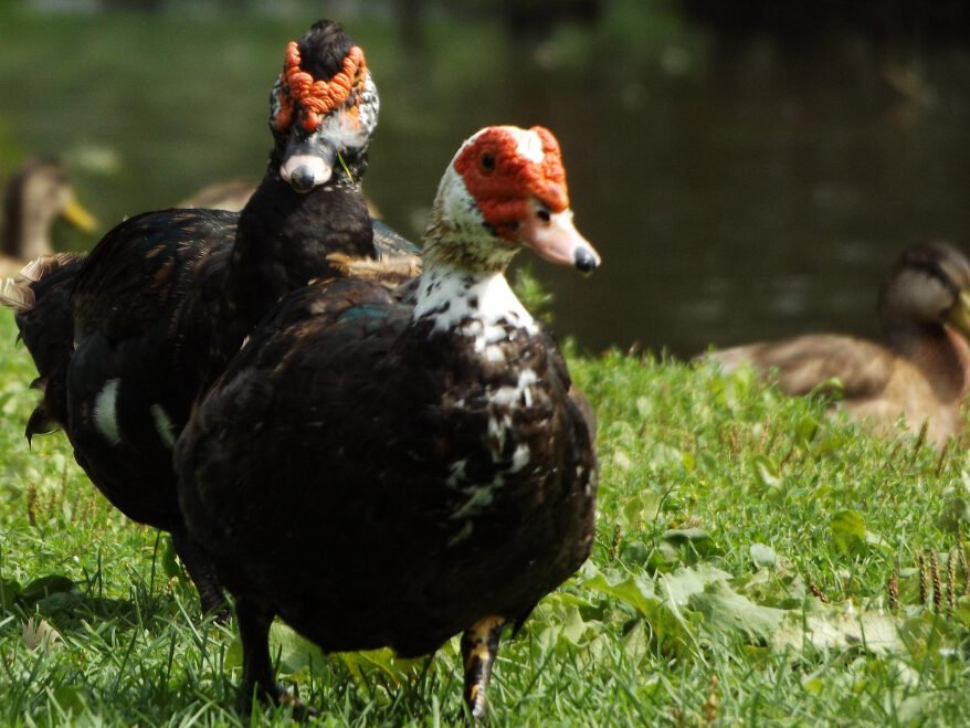 Muskusinių ančių veisimas ir perėjimas
