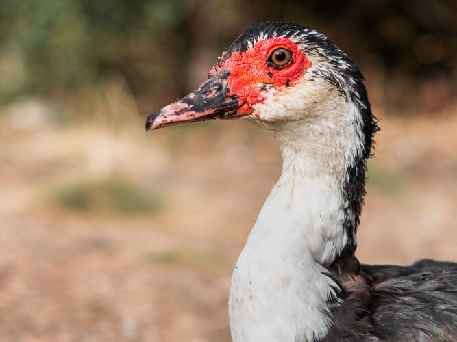 Ar muskusinė antis tinka jūsų ūkiui?