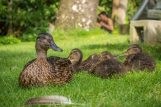 Kas yra naminė antis ir kuo ji skiriasi nuo kitų ūkio paukščių?