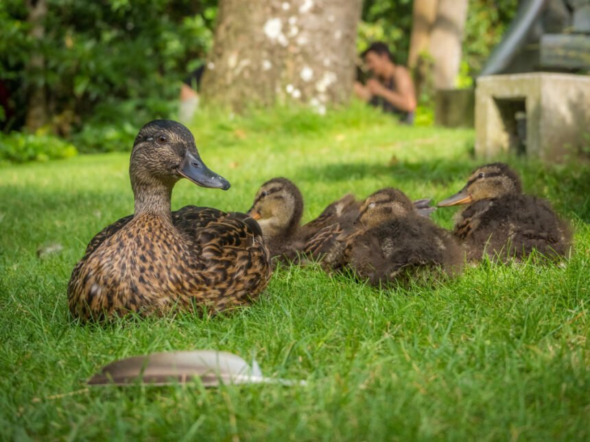 Kas yra naminė antis ir kuo ji skiriasi nuo kitų ūkio paukščių?