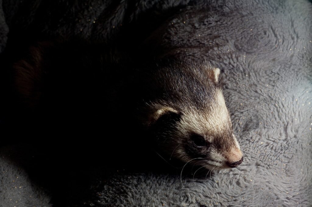 Laikymo sąlygos namuose: narvas, erdvė, saugumas