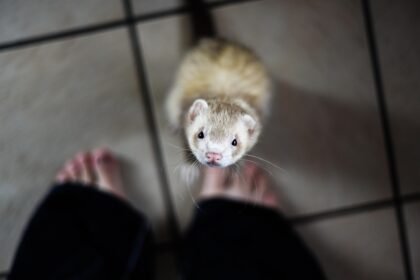 Naminis šeškas: priežiūra, charakteris ir laikymo ypatumai