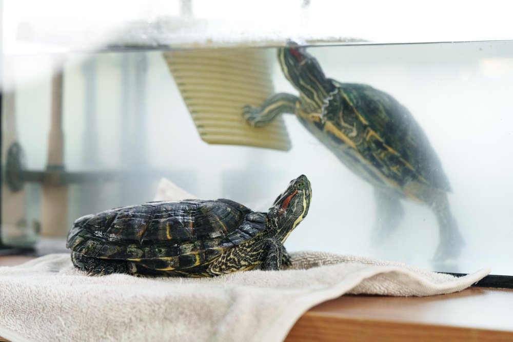 Kasdienė naminės vėžlio priežiūra: švara, stebėjimas ir ramybė
