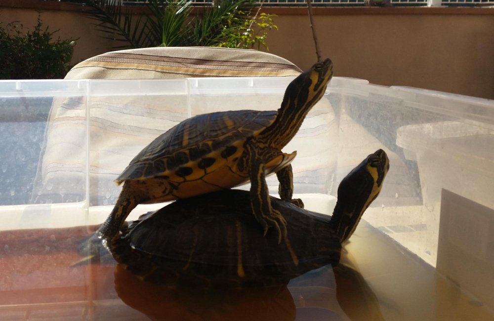 Ką svarbu prisiminti laikant naminį vėžlį?