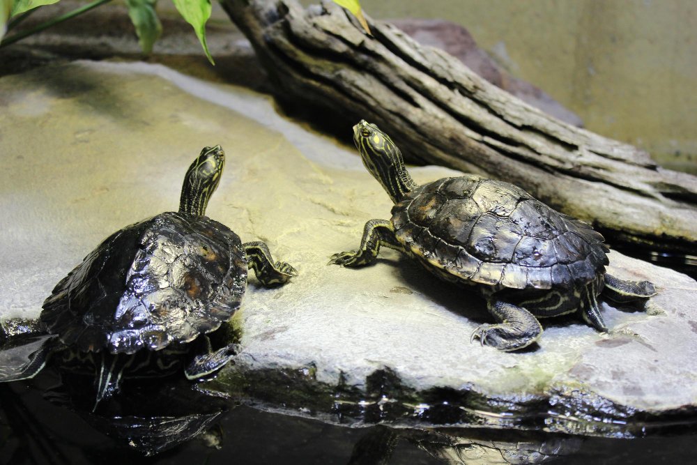 Naminio vėžlio gyvenamoji aplinka: kur ir kaip jis turi gyventi?