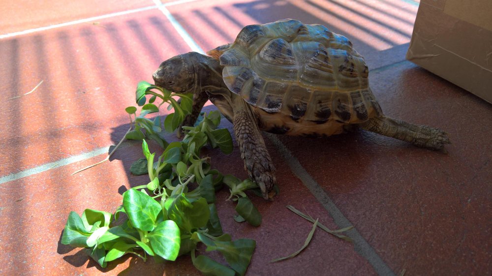Naminio vėžlio mityba: kuo maitinti kasdien, o ko vengti?