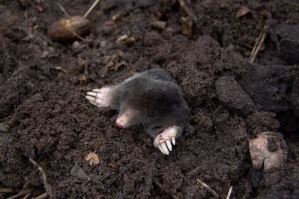 Kaip atsikratyti kurmių: naikinimas, atbaidymas ir apsauga