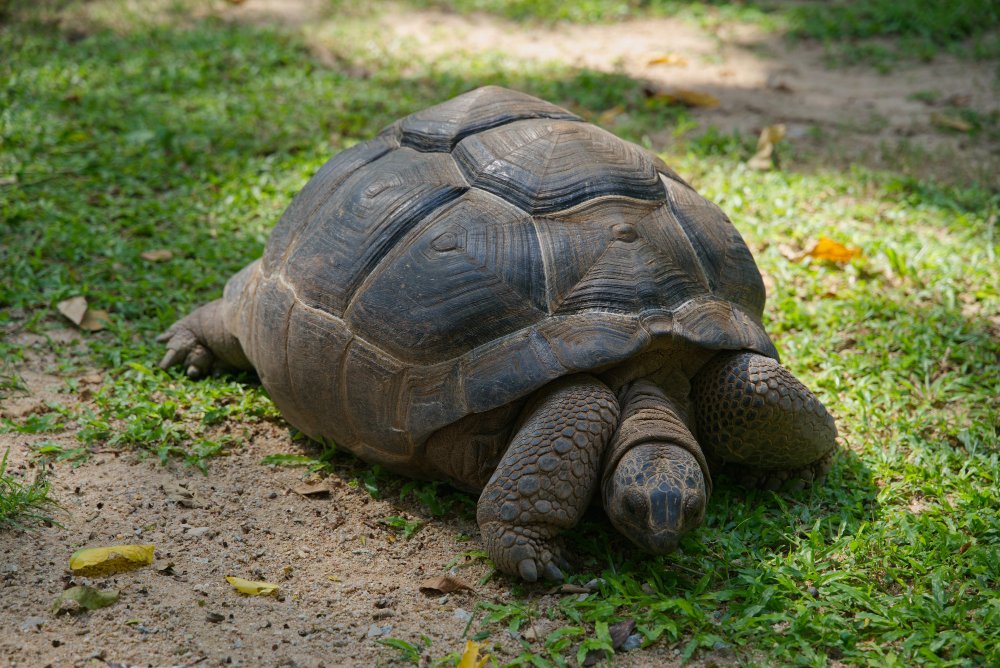 Sausumos vėžlių gyvenimo būdas