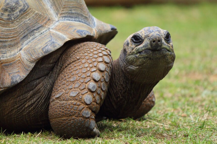 Sausumos vėžliai: gyvenimo būdas ir aplinka