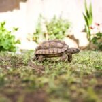 Stepinis vėžlys: paplitimas ir priežiūra