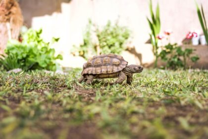 Stepinis vėžlys: paplitimas ir priežiūra