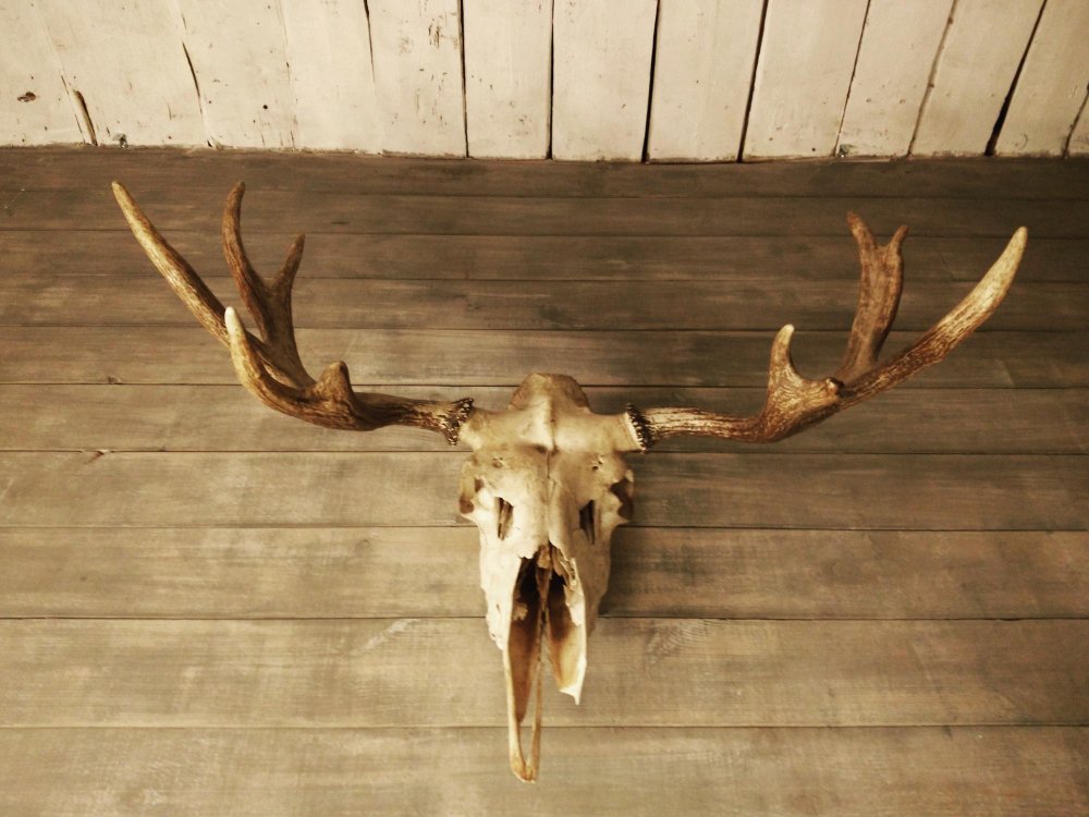 Ką galima nustatyti iš stirnos kaukolės formos