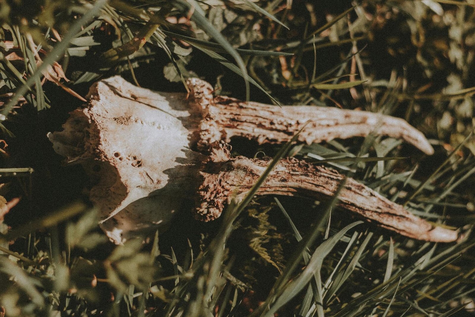 Kaip atrodo stirnos kaukolė iš pirmo žvilgsnio