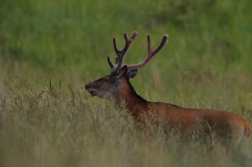 Kur gyvena taurusis elnias
