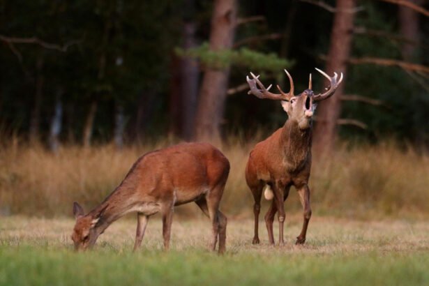 Taurusis elnias: kas tai per gyvūnas ir kaip jis dar vadinamas