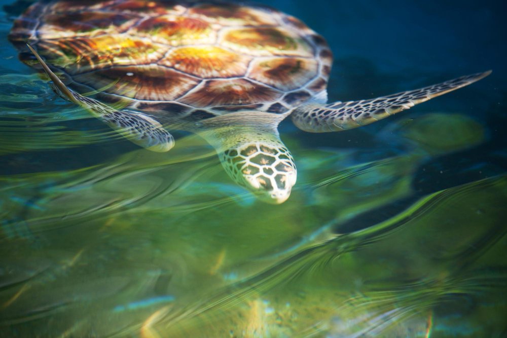 Kodėl jūrų vėžliai renkasi tropines ir šiltas jūras?