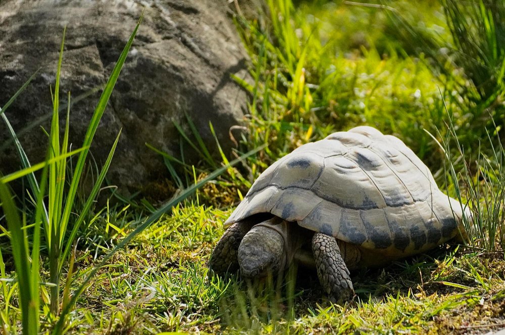 Kaip vėžlio kiautas auga ir keičiasi viso gyvenimo metu