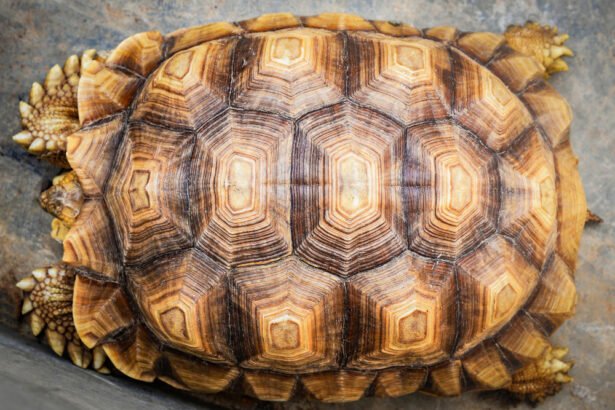 Vėžlio kiautas: sandara ir paskirtis