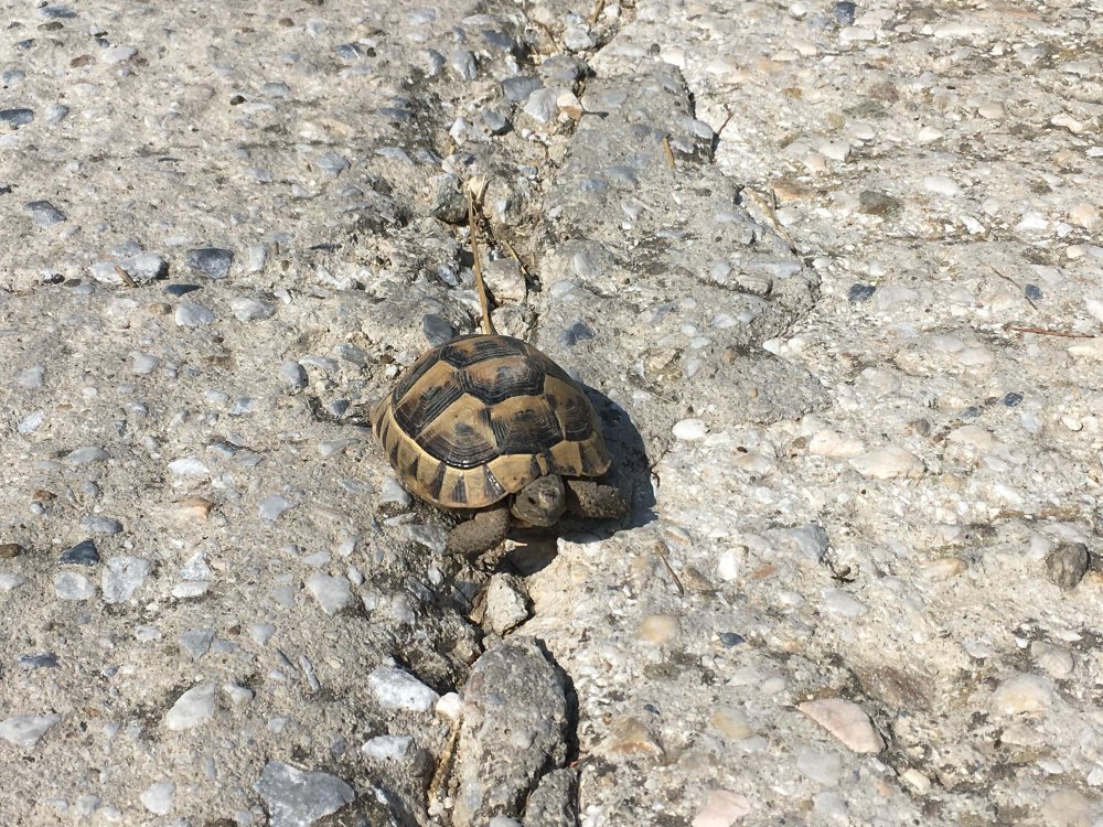 Vėžlio kiauto sandara: kaulinė struktūra ir plokštelės