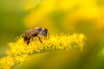 Kiek kojų turi bitė ir kitos sandaros ypatybės