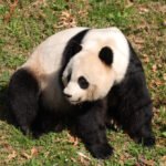 Didžioji panda: gyvenimo būdas ir pagrindinės savybės