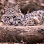 Lūšis Lietuvoje: populiacija, paplitimas ir apsauga Raudonojoje knygoje