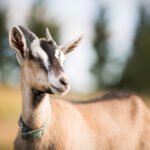 Ožkų veislės: populiariausios rūšys ir jų paskirtis ūkyje