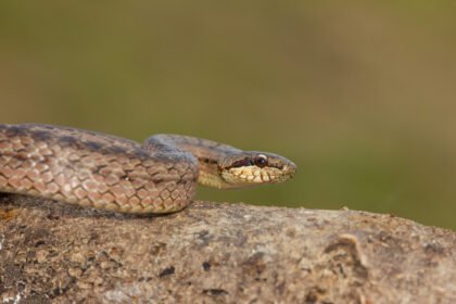 Lygiažvynis žaltys – kuo jis skiriasi nuo paprastojo?
