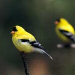 Kanarėlė: kilmė, priežiūra, giedojimas ir laikymo ypatybės