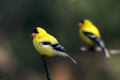 Kanarėlė: kilmė, priežiūra, giedojimas ir laikymo ypatybės