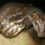 Pacas žiurkė: didžiausia žiurkė pasaulyje ir jos ypatybės